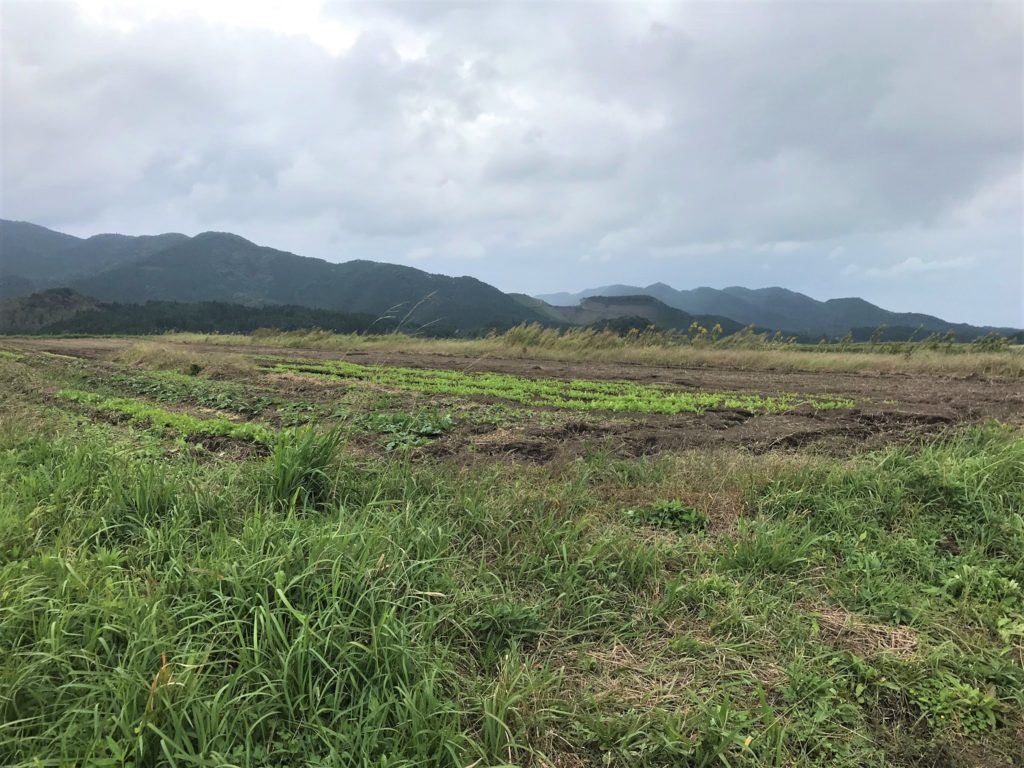 ハーブ園から車で高台に上がっていくと一町六反（４８００坪）もの村留さんの田畑がある。いわゆる雑草といわれる草も、作物とたくましく共存している